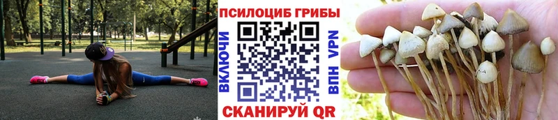 Галлюциногенные грибы Psilocybe Избербаш